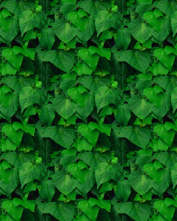 ../texture_green_leaves.jpg