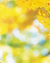 ../texture_fall_yellow_background1.jpg