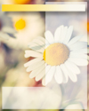 ../texture_spring_daisy.jpg