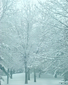 ../texture_winter_snow_trees.jpg